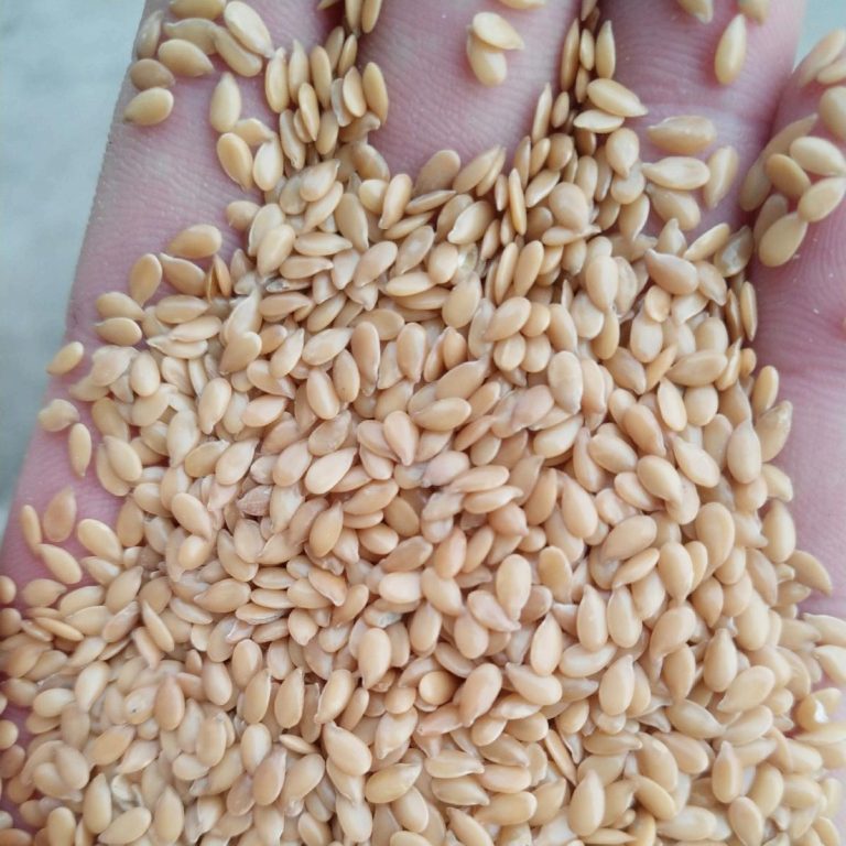 Does Flax Seeds contain Lectins