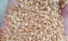 Does Flax Seeds contain Lectins