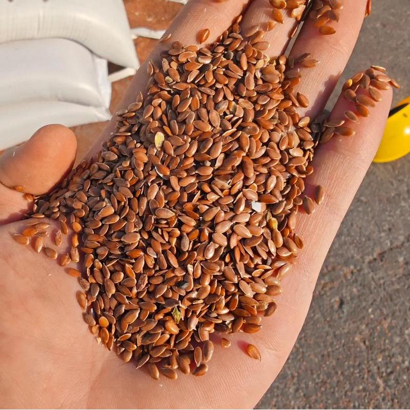 flaxseed vs hemp seed